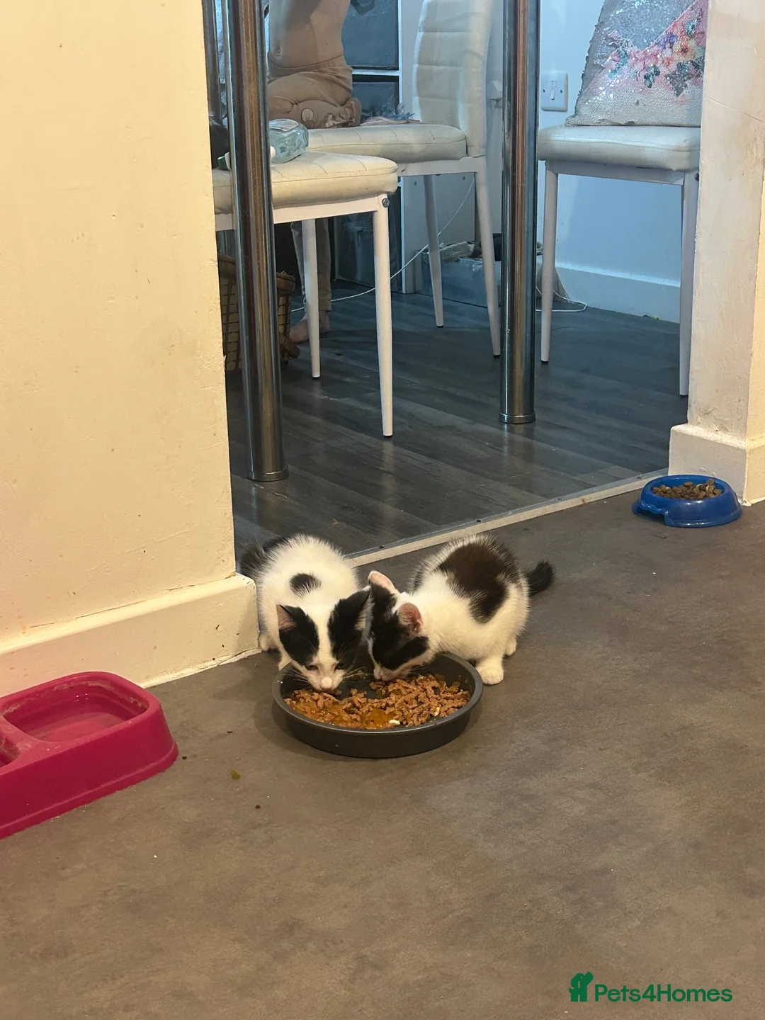 Mixed Breed cats for sale: 4 beautiful kittens for sale in Southampton - Advert 1