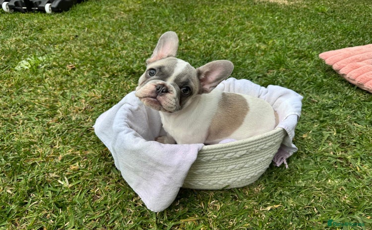 French Bulldog dogs - Advert 10