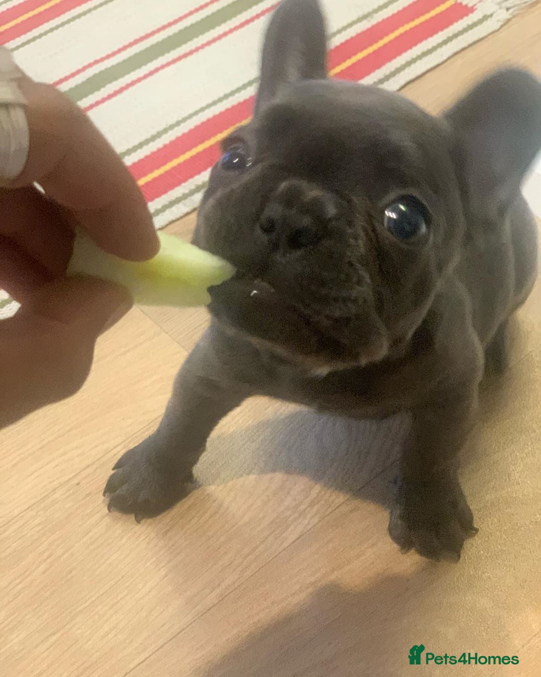 French Bulldog dogs for sale: 💙🩷Stunning French Bulldog Puppies🐾💙🩷 - Image 1