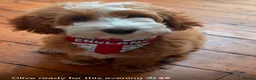 Goldendoodle dogs for sale: Australian Labradoodles - GIRLS Red / White Tux - Advert 15
