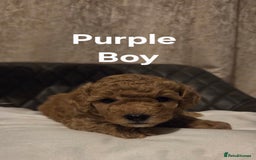 Toy Poodle dogs for sale: TOY POODLE PUPS  - Advert 10