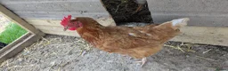 Chickens poultry for sale: 10 Good laying hens chickens mix breed 1 Cockrel  - Advert 4