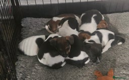 Jack Russell dogs for sale: 2 boys & 1 girl left, Ready & available from today - Image 10