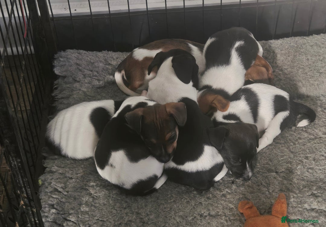 Jack Russell dogs for sale: 2 boys & 1 girl left, Ready & available from today - Image 10