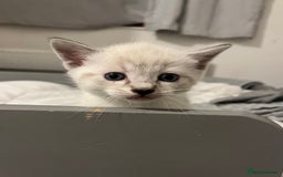 Siamese cats for sale: Adorable Siamese cross kittens  - Image 4