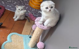 Scottish Fold cats for sale: 😻Scottish fold kittens😻 - Image 11