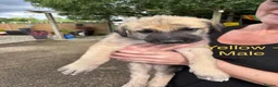 Irish Wolfhound dogs for sale: KC/IKC Registered Irish Wolfhound Puppies - Advert 2