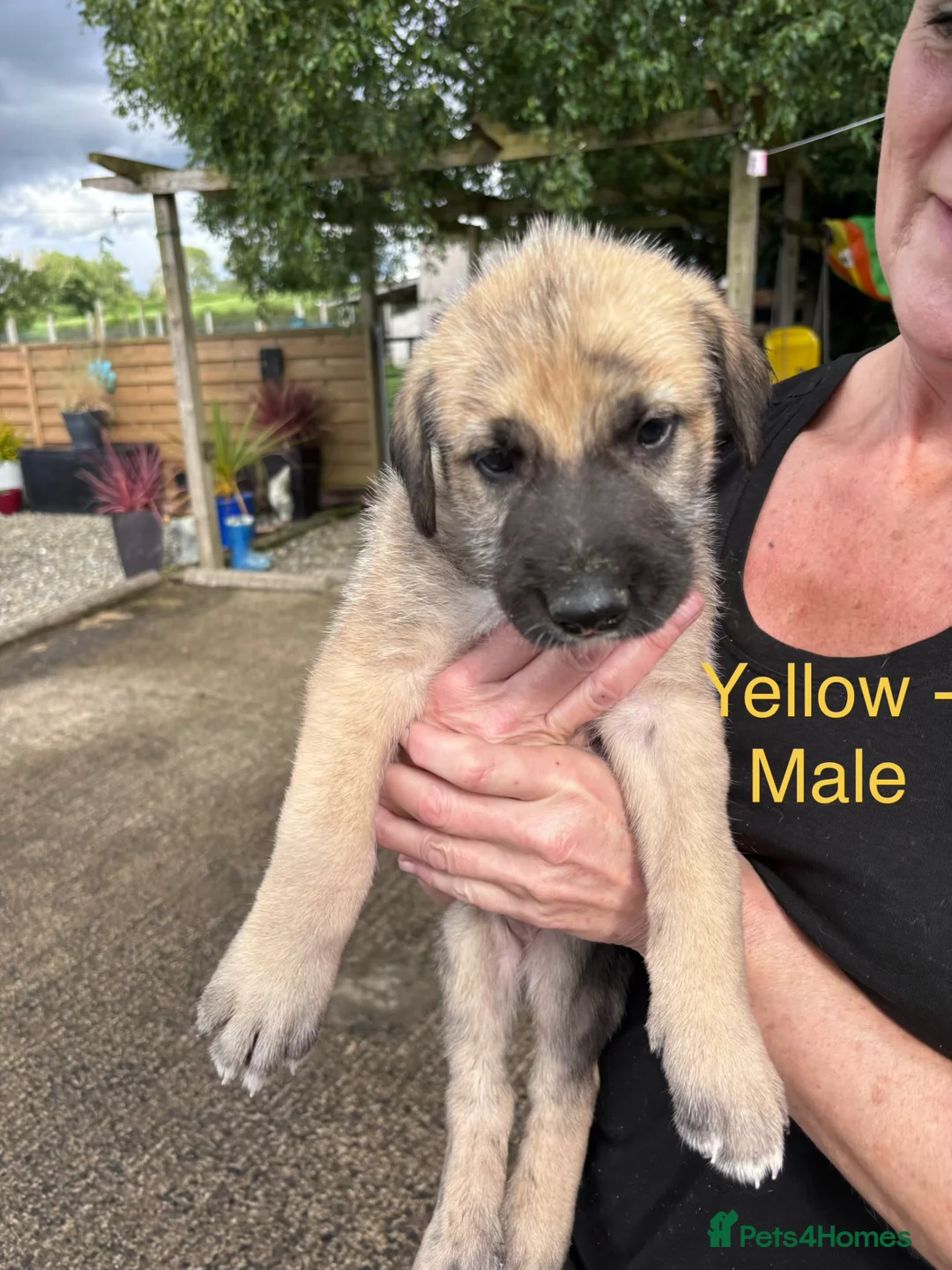 Irish Wolfhound dogs for sale: KC/IKC Registered Irish Wolfhound Puppies - Advert 2