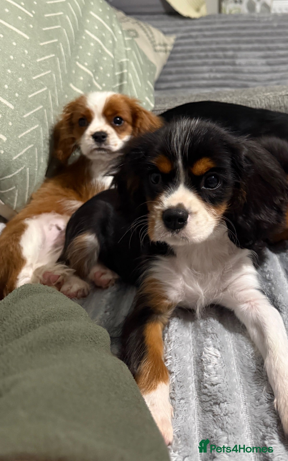 Cavalier King Charles Spaniel dogs KC Registered Health Tested CKCS Puppies - Advert 8
