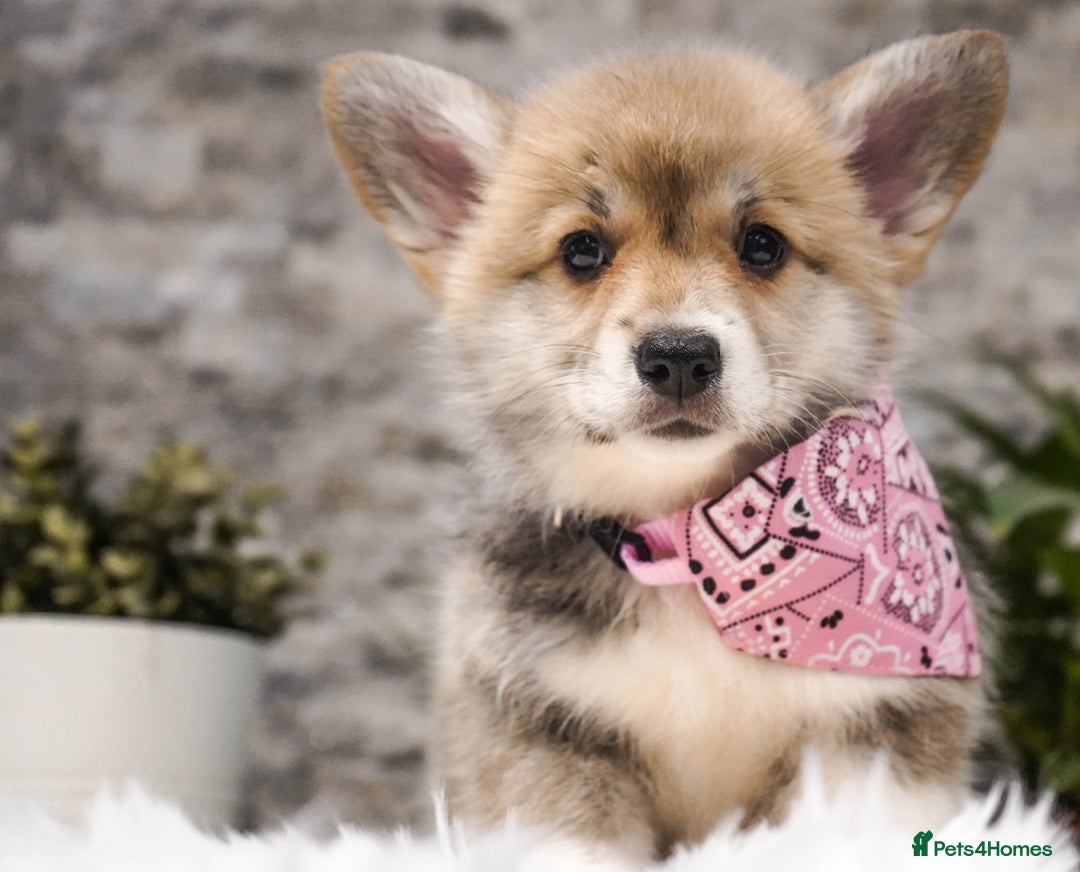 Welsh Corgi Pembroke dogs for sale: Welsh Corgi (Pembroke) - Advert 12