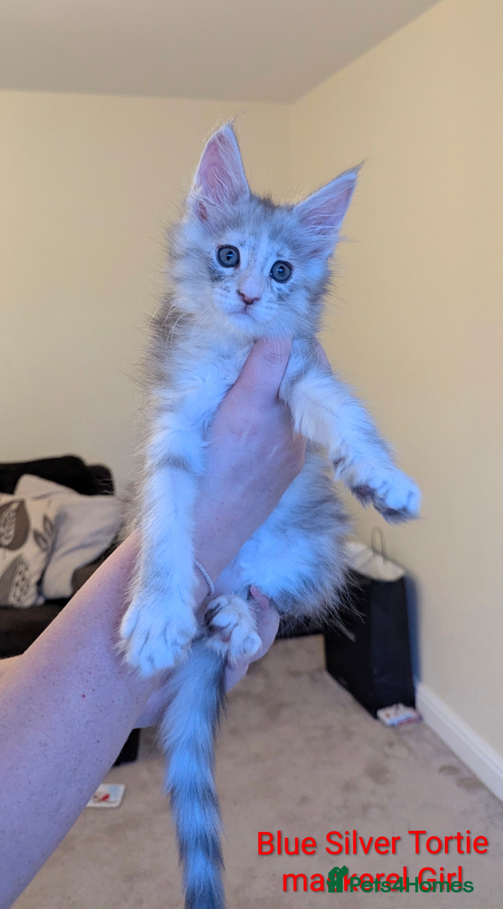 Maine Coon cats GCCF Registered Female Maine Coon Kittens  - Advert 1