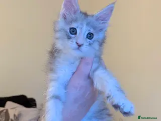 Maine Coon cats GCCF Registered Female Maine Coon Kittens - Advert 1