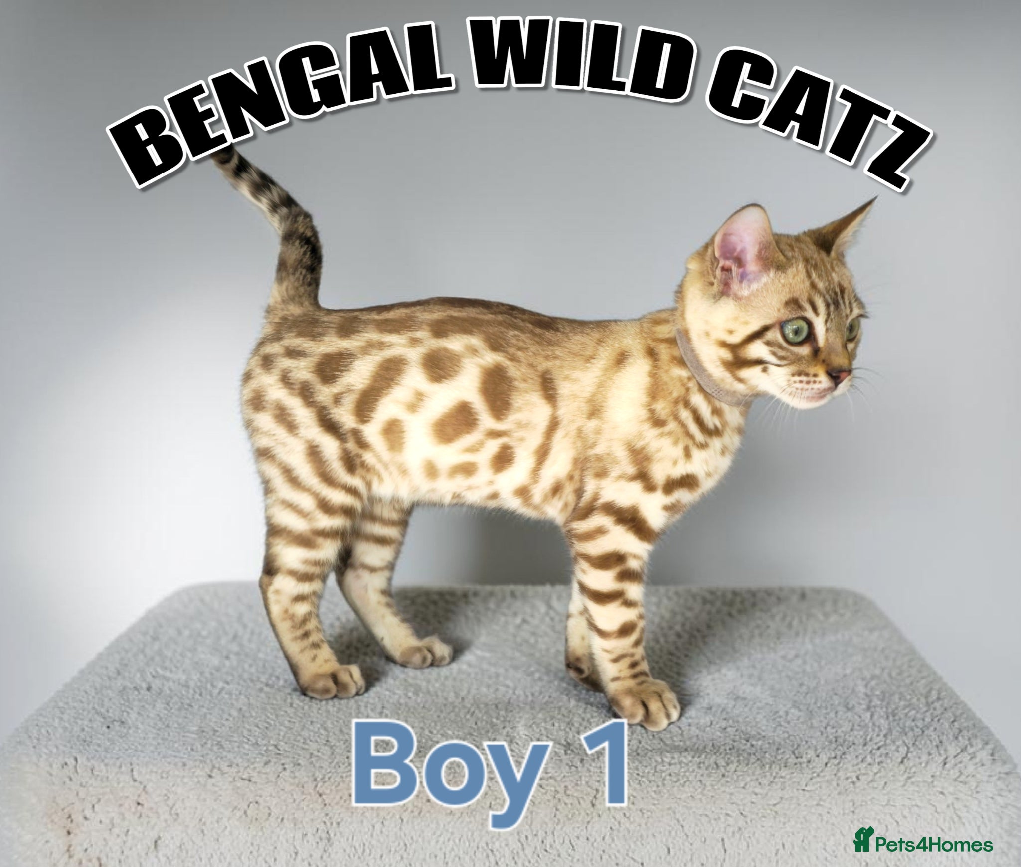 Bengal cats for sale: 4 bengal boys ready to leave now - Advert 16