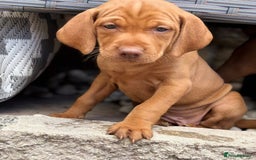 Hungarian Vizsla dogs for sale: Exceptional kc Hungarian viszla pups. Now ready  - Image 4