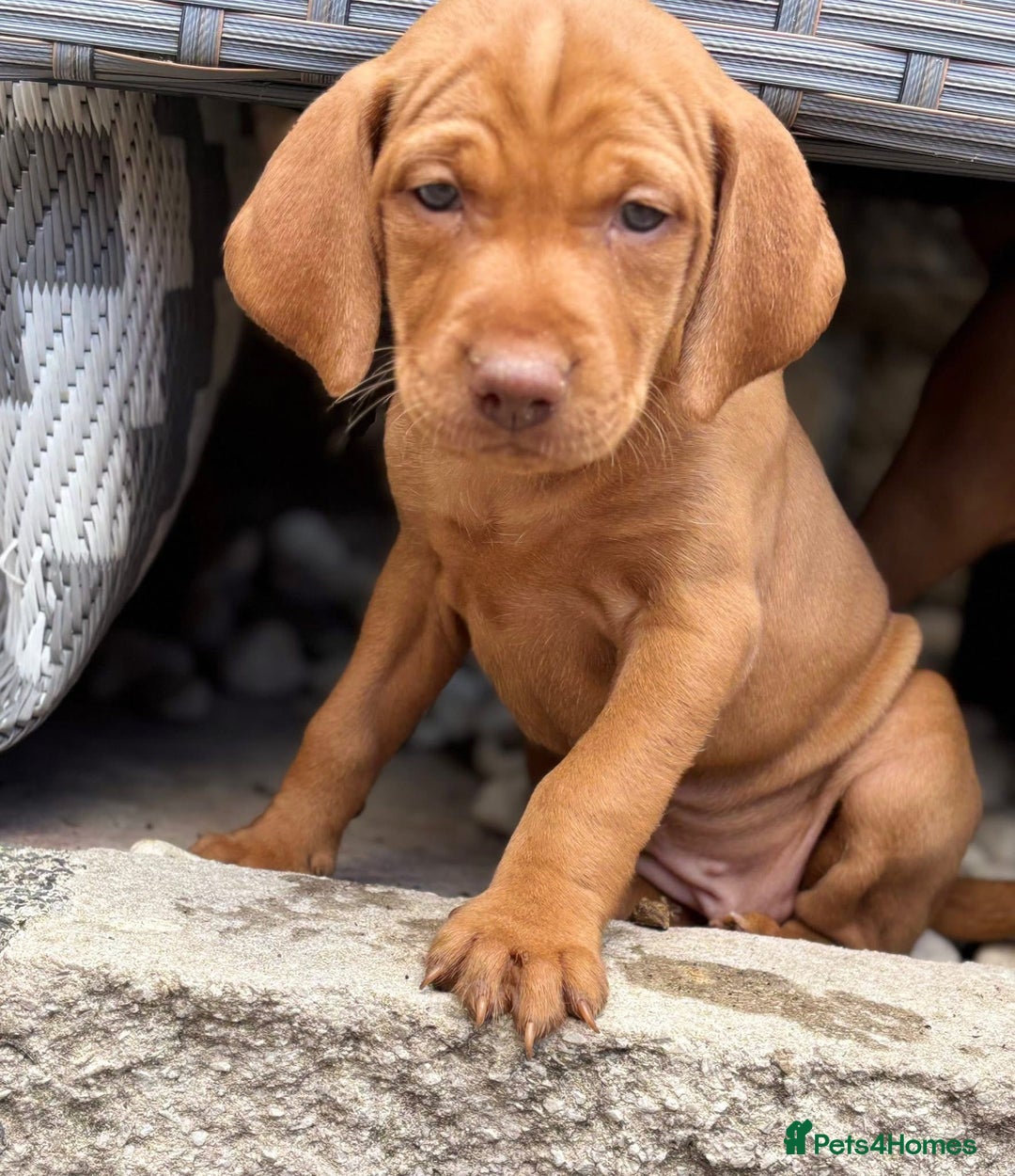 Hungarian Vizsla dogs for sale: Exceptional kc Hungarian viszla pups. Now ready  - Image 4
