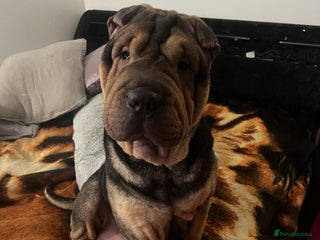 Shar Pei dogs Adorable Chinese Shar-Pei Puppies for Sale! - Advert 1