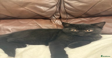 British Shorthair cats - Advert 3