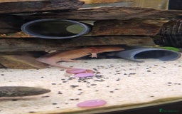 Axolotl reptiles for sale: Pair of axolotl  - Image 8