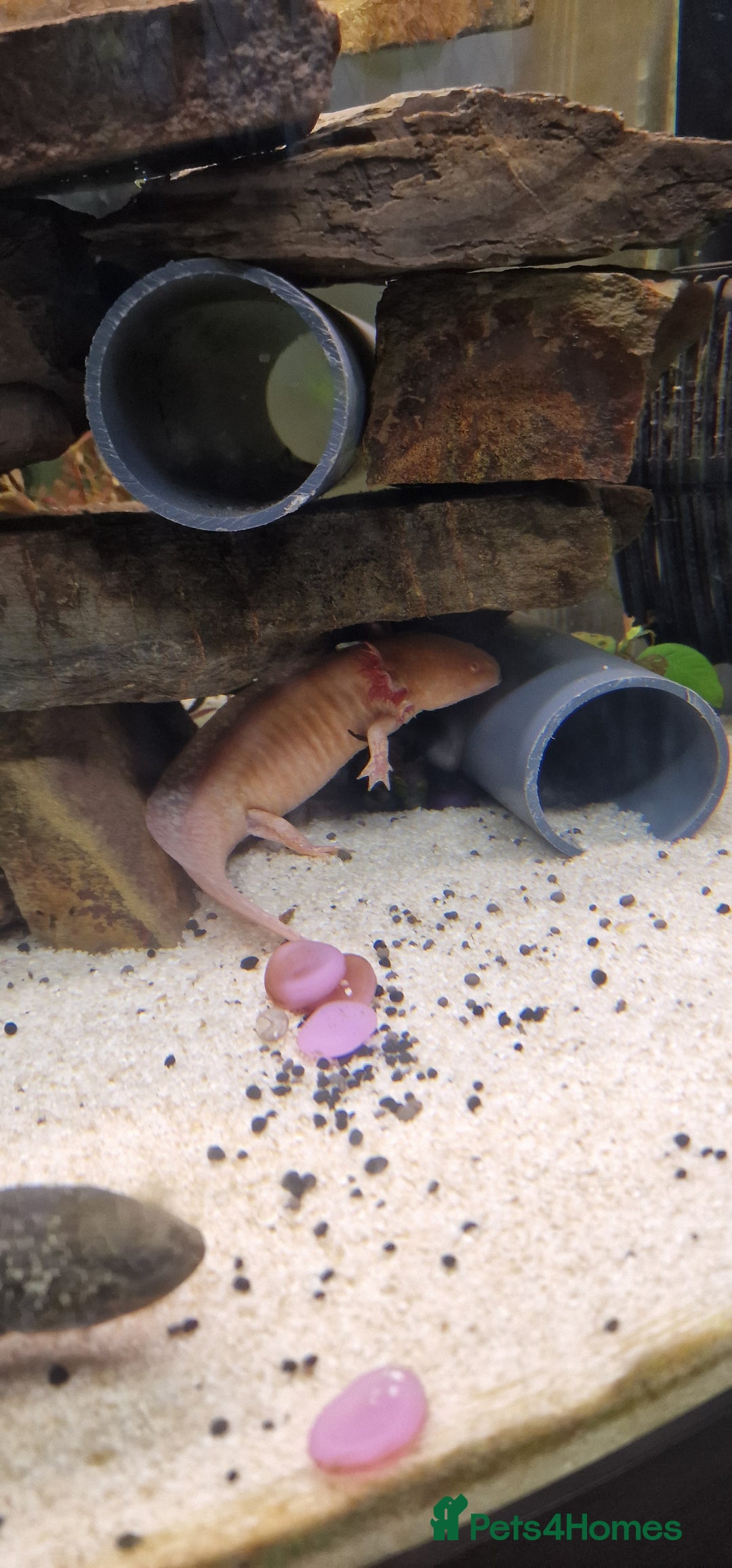 Axolotl reptiles for sale: Pair of axolotl  - Image 8