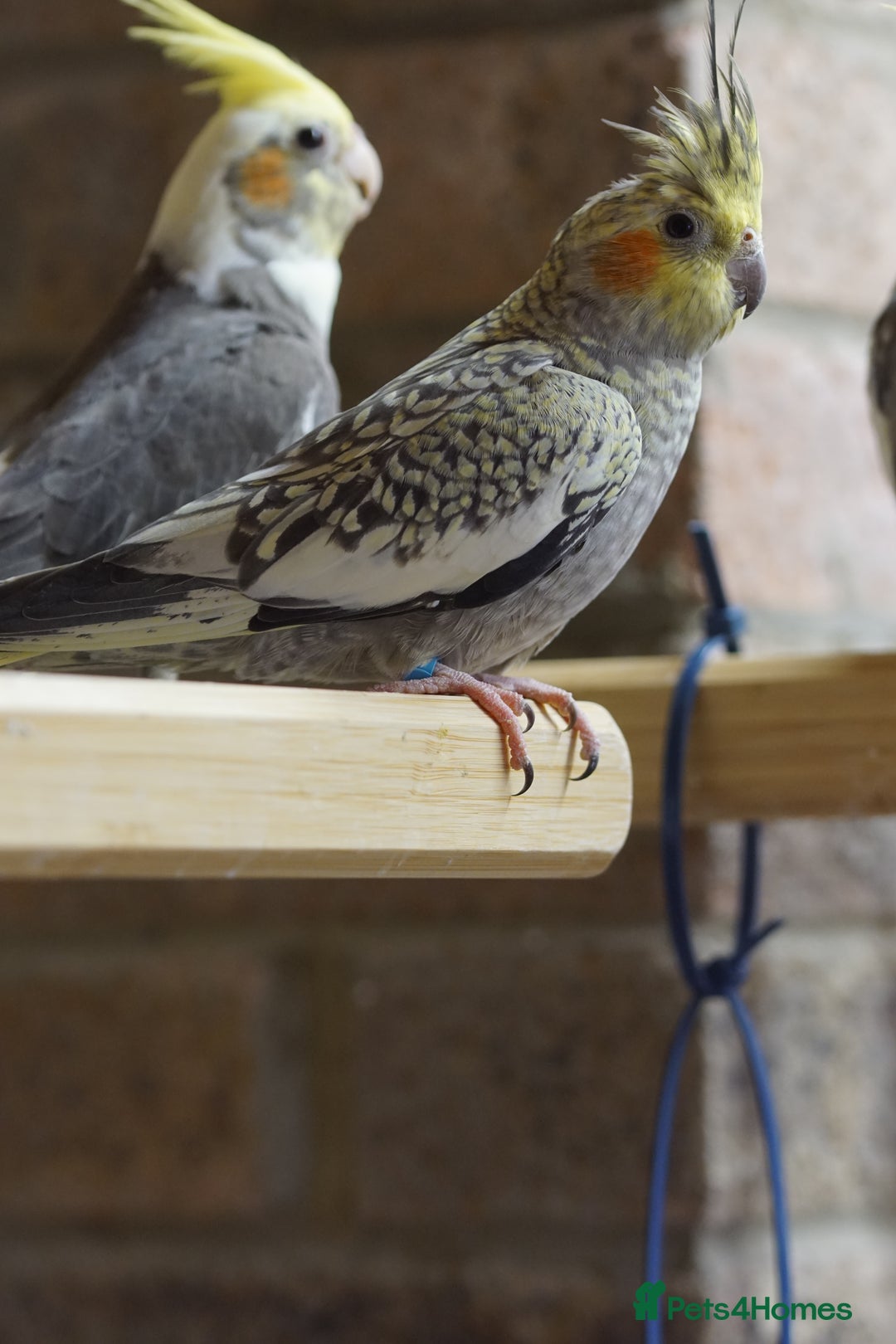 Cockatiels birds for sale: Young Cockatiels - Image 37