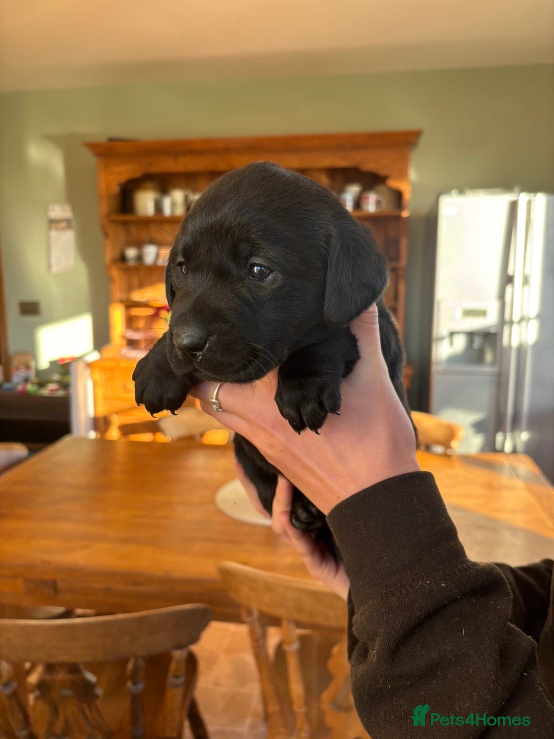 Labrador Retriever dogs for sale: Fabulous bunch of Labrador puppies  - Advert 4