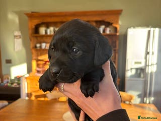Labrador Retriever dogs Fabulous bunch of Labrador puppies - Advert 13