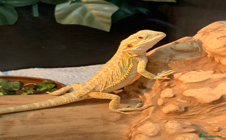 Bearded Dragon reptiles - Advert 4