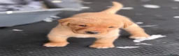 Labrador Retriever dogs for sale: SHAEDS OF YELLOW TO FOXRED - Advert 22