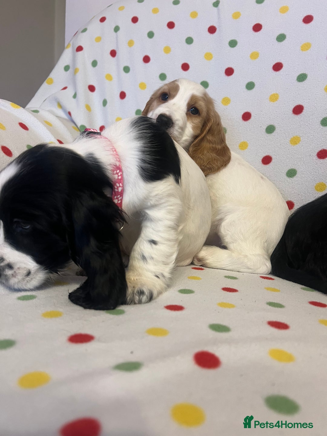Cocker Spaniel dogs for sale: Show cocker spaniels  - Advert 13
