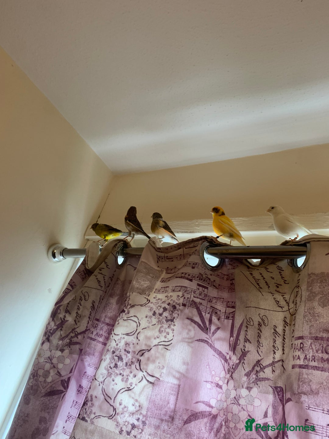 Canaries birds for sale: Budgies canaries zebra finches  - Image 4