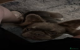 French Bulldog dogs for sale: Bouncy female needs home - Image 3