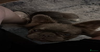 French Bulldog dogs Bouncy female needs home - Advert 11