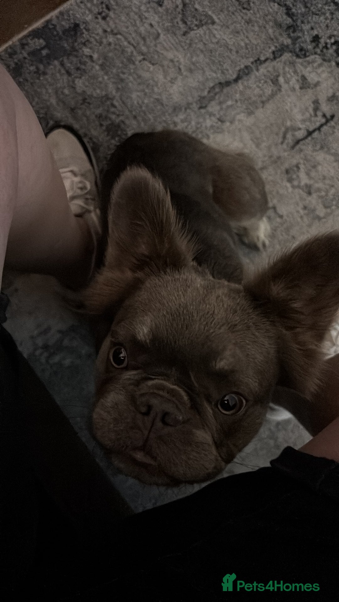 French Bulldog dogs for sale: Bouncy female needs home - Image 3
