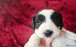 English Springer Spaniel dogs for sale: ⭐️ Ready Stunning KC DNA Vetted, home Ess Pups ⭐️ - Image 34