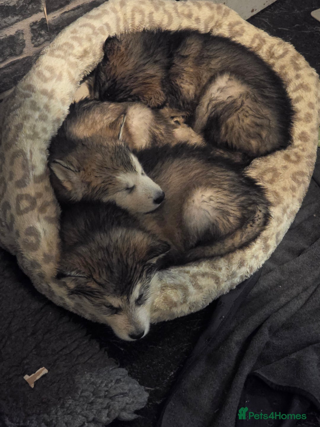 Alaskan Malamute dogs for sale: 2 left KC Alaskan malamute puppies champion lines - Advert 22