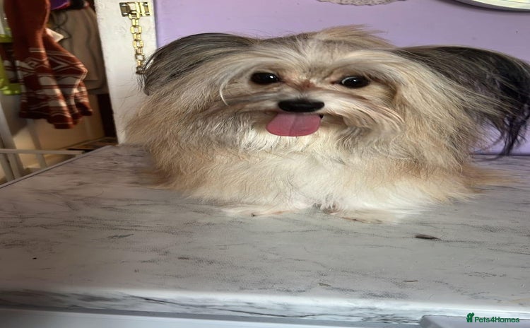 Pomapoo dogs - Advert 1