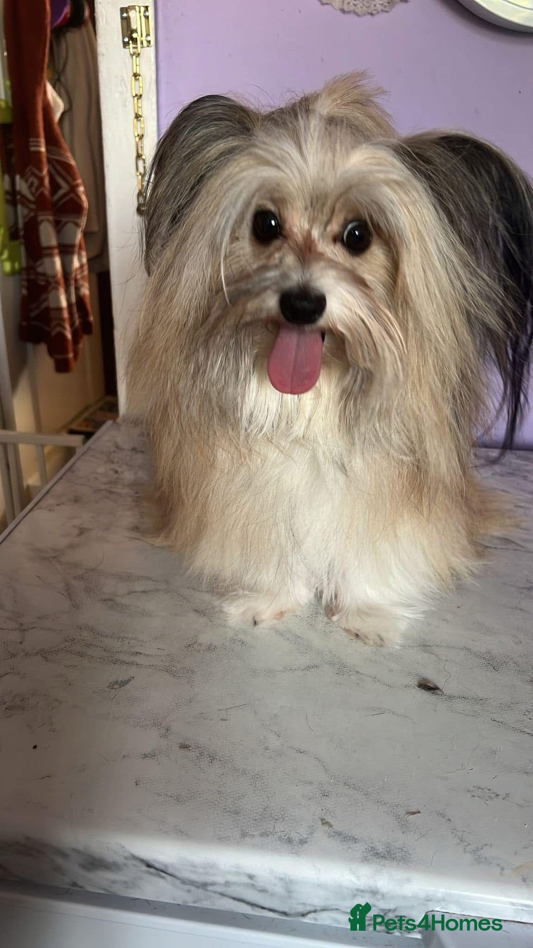 Pomapoo dogs for sale:  Pompoodle adult male 550  - Image 1