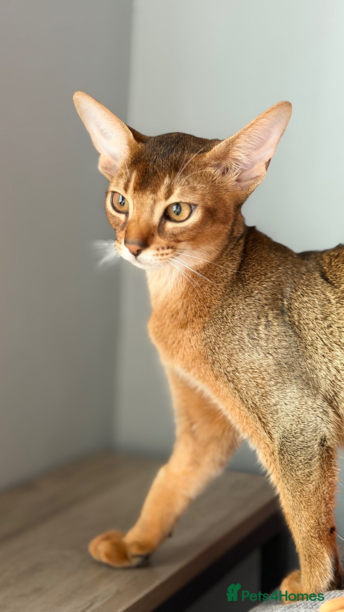 Abyssinian cats Gorgeous Abyssinian ruddy girls🤎❤️ - Advert 2