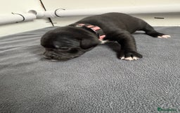 Staffordshire Bull Terrier dogs for sale: 9 chunky stuffy puppies - Image 8