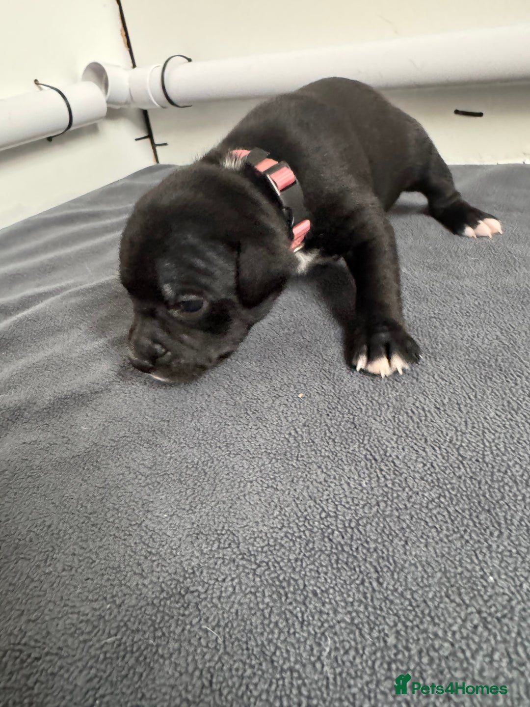Staffordshire Bull Terrier dogs for sale: 9 chunky stuffy puppies - Image 8