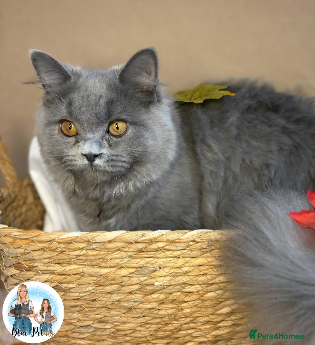 British Longhair cats for sale: British longhair girl reduced to help find home - Image 5