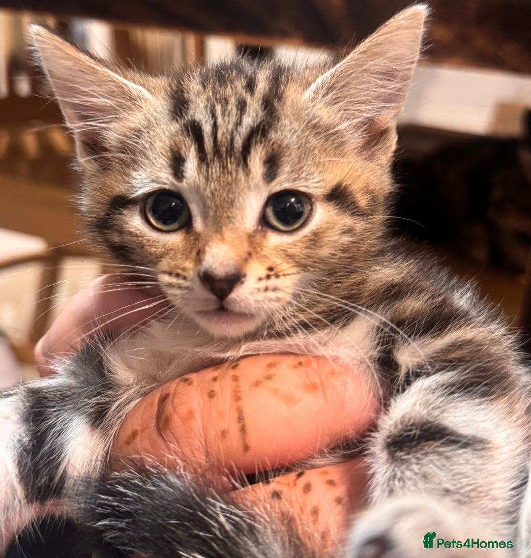 Mixed Breed cats for sale: Beautiful mixed breed kittens  - Image 5