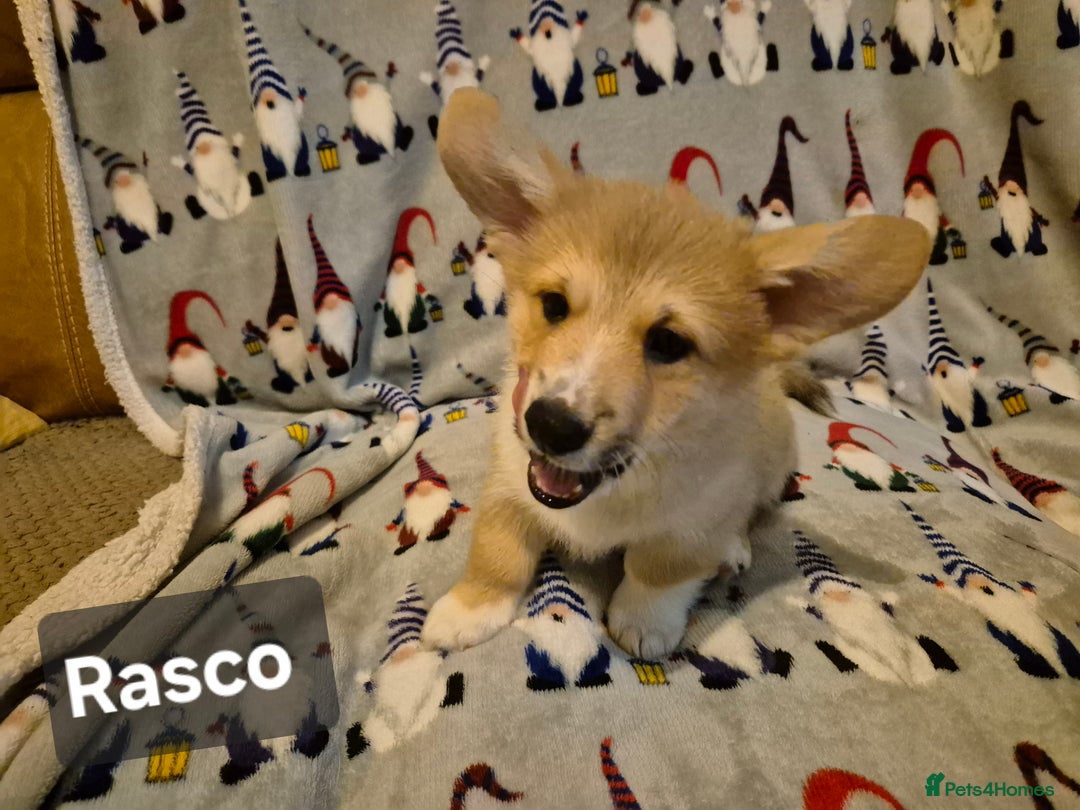 Welsh Corgi Pembroke dogs for sale: 8  Wales Pembroke Corgi puppy's - Advert 21