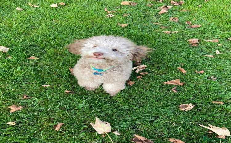 Toy Poodle dogs - Advert 1