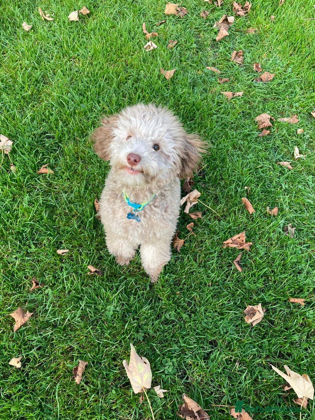 Toy Poodle dogs for stud: Rollo Toy Poodle (Stud only) - Image 1
