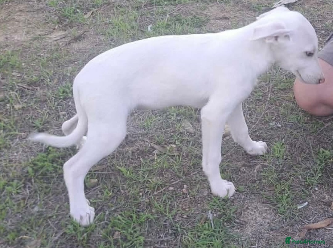 Mixed Breed dogs for adoption: Holly needs a loving home - Advert 12