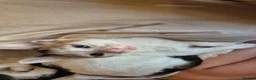 Mixed Breed cats for sale: Gorgeous white calico with different colour eyes - Advert 5