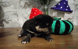 Japanese Shiba Inu dogs for sale: Well bred Japanese shiba inu puppies  - Image 32