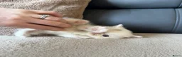Exotic cats for sale: 4 exotic short hair boys for sale  - Advert 16