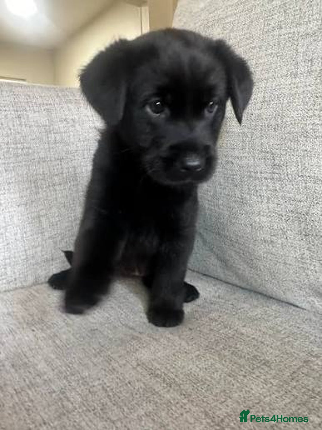 Mixed Breed dogs for sale: Jack Russell x chow chow - Image 3